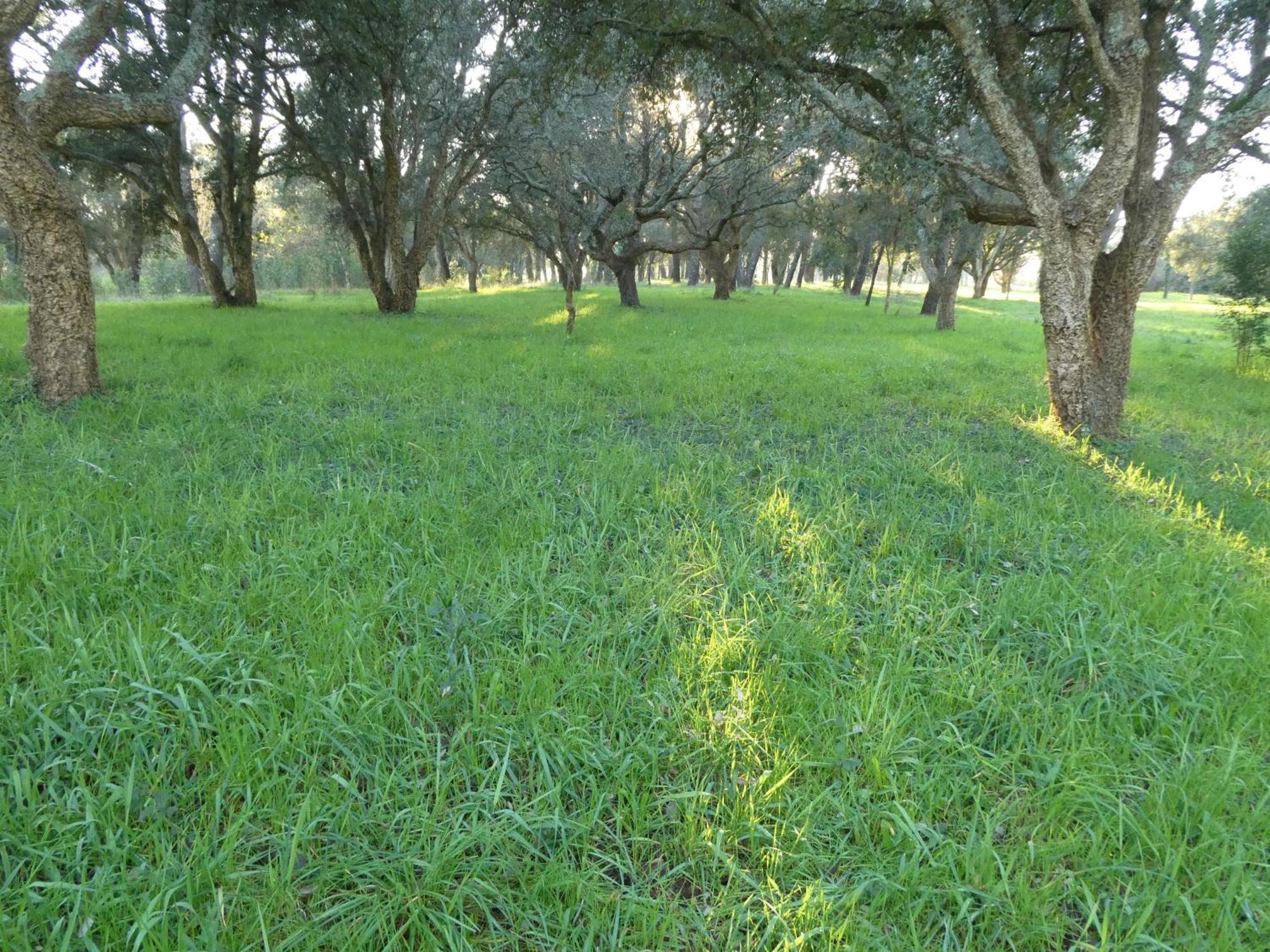 Casita A Estrenar En Finca Con Rio Proxima A Tui, Gondomar Y Portugal. Luaran gambar